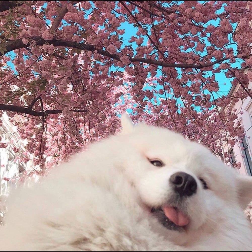 Meet your Posher, Aiai